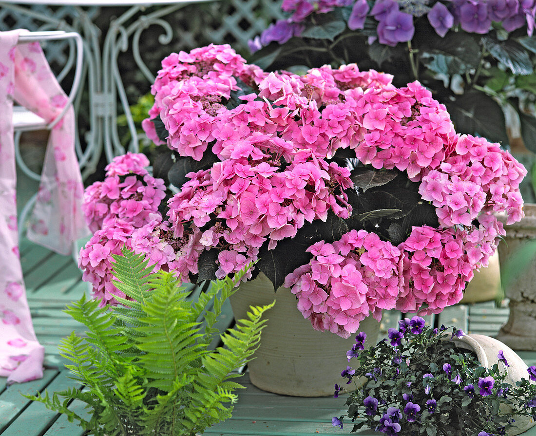 Hydrangea macrophylla 'Schöne Bautznerin'