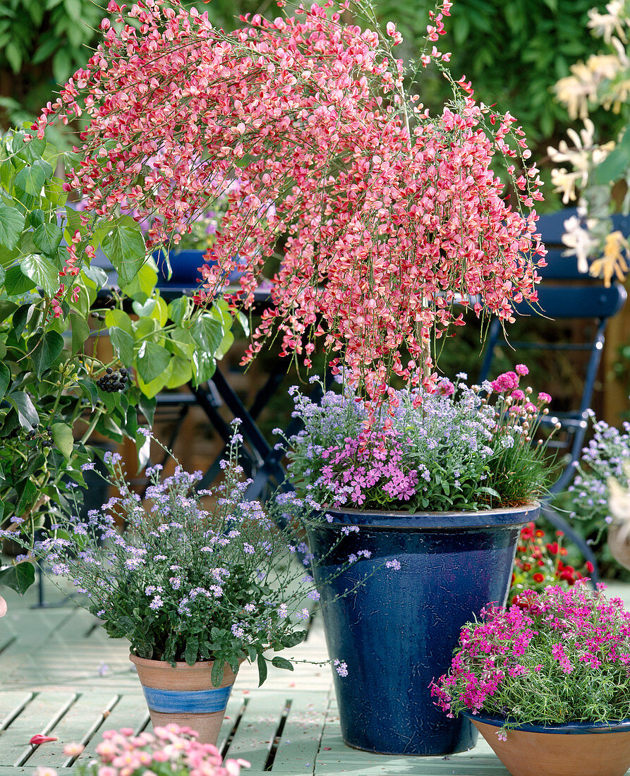 Cytisus scoparius 'Hollandica' (Myosotis forget-me-not)