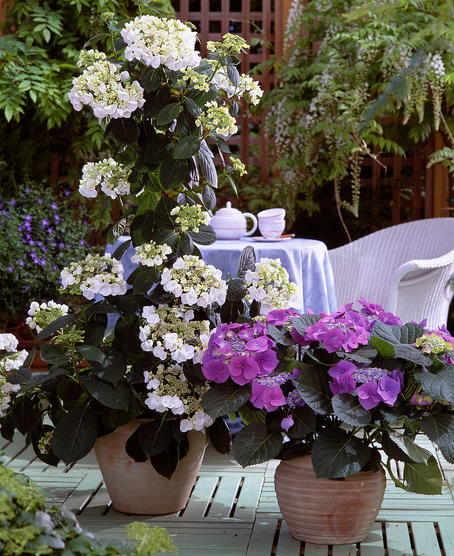 Hydrangea macrophylla 'Dragonfly' White, 'Blue Tit'