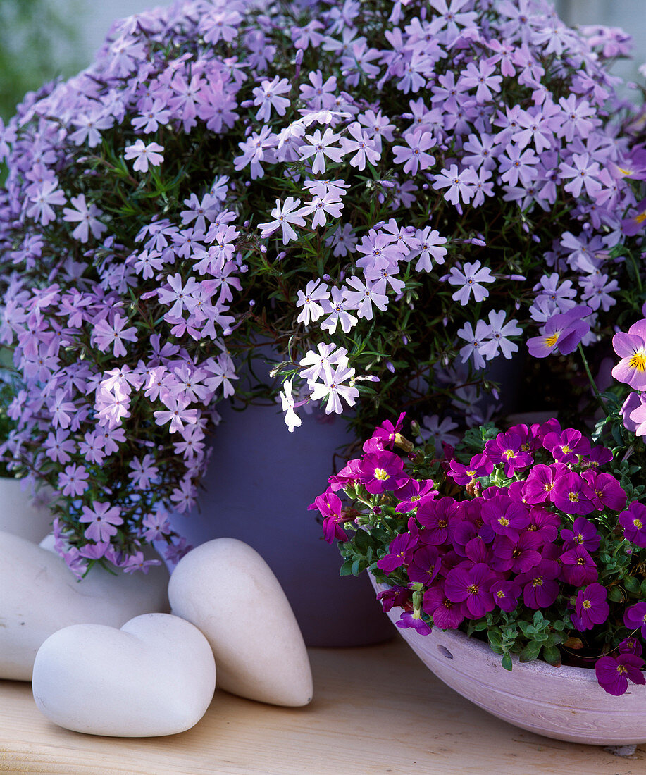 Phlox subulata 'Emerald pillow blue',