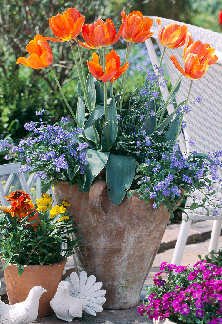 Strawberry pot with Myosotis (forget-me-not)