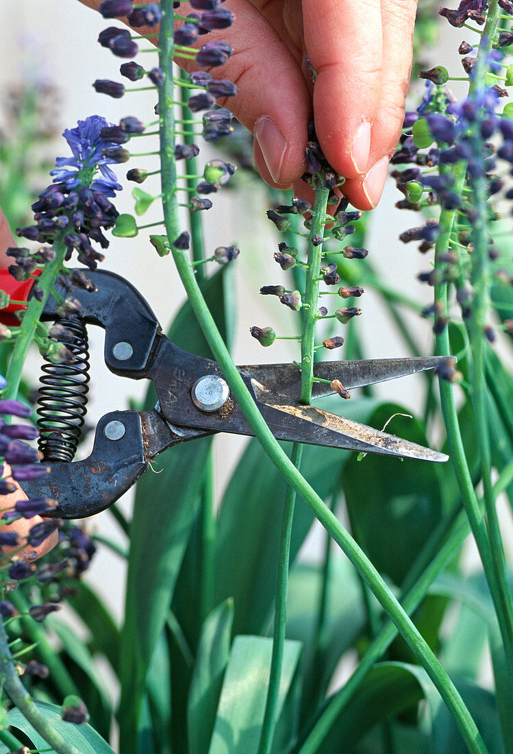 Remove inflorescences of Muscari (grape hyacinths)