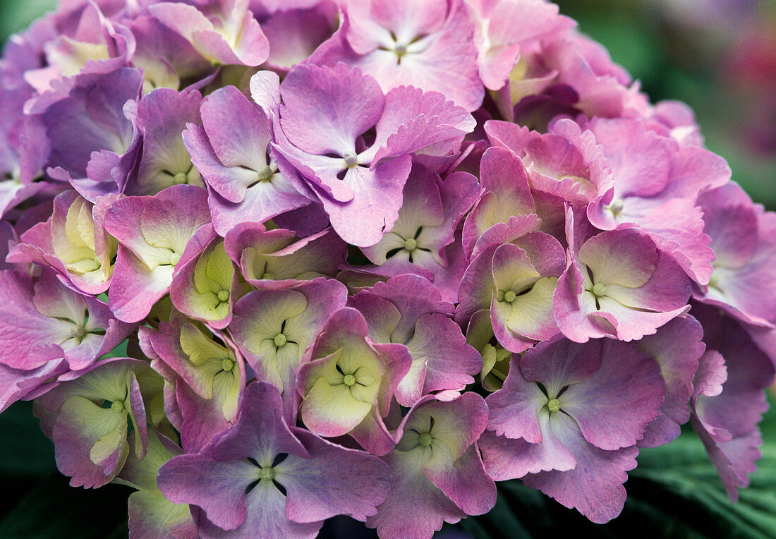 Hydrangea macrophylla 'Adria Blau'