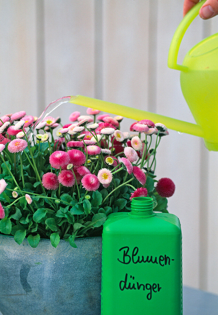 Bellis perennis (Gänseblümchen) regelmäßig düngen