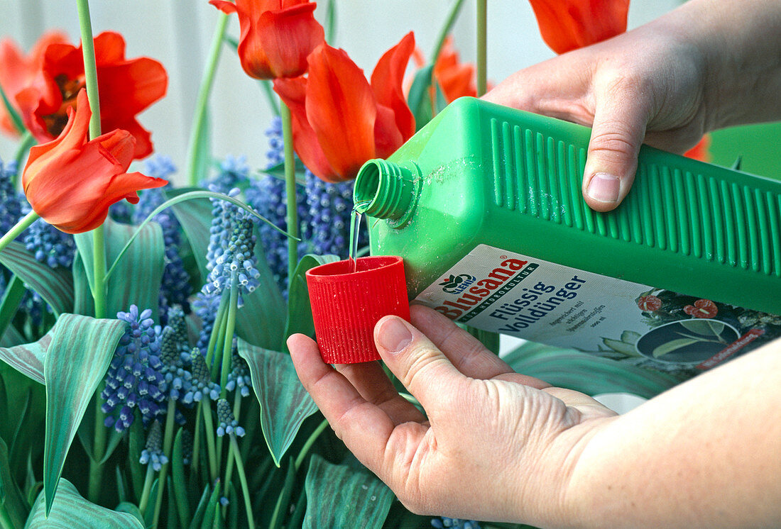 Fertilising Muscari and tulips during flowering