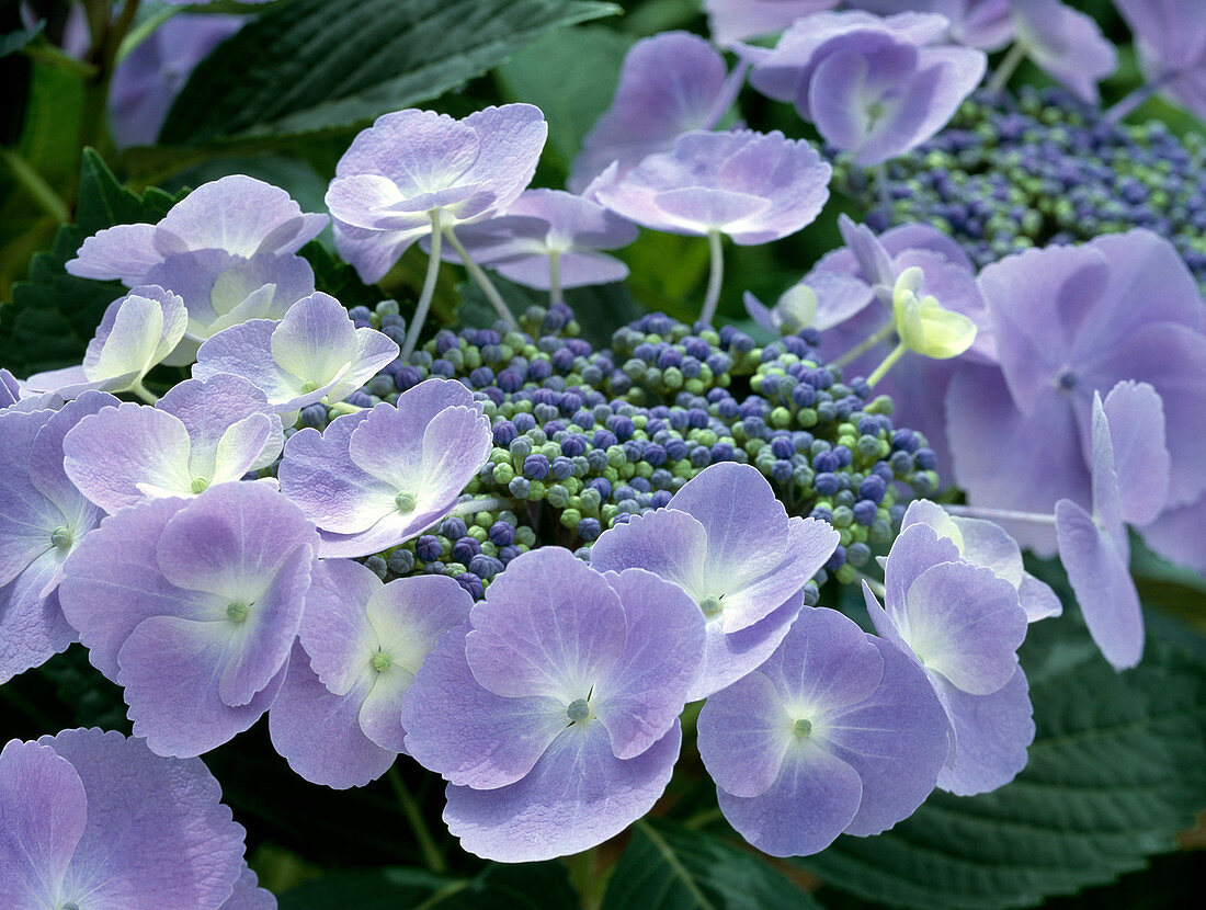 Hydrangea macrophylla 'Blueberry'