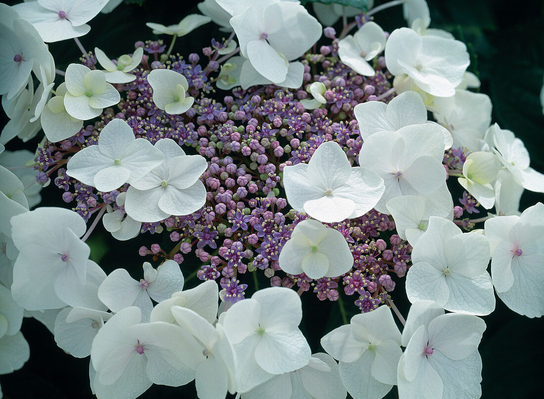 Hydrangea macrophylla 'Dragonfly'