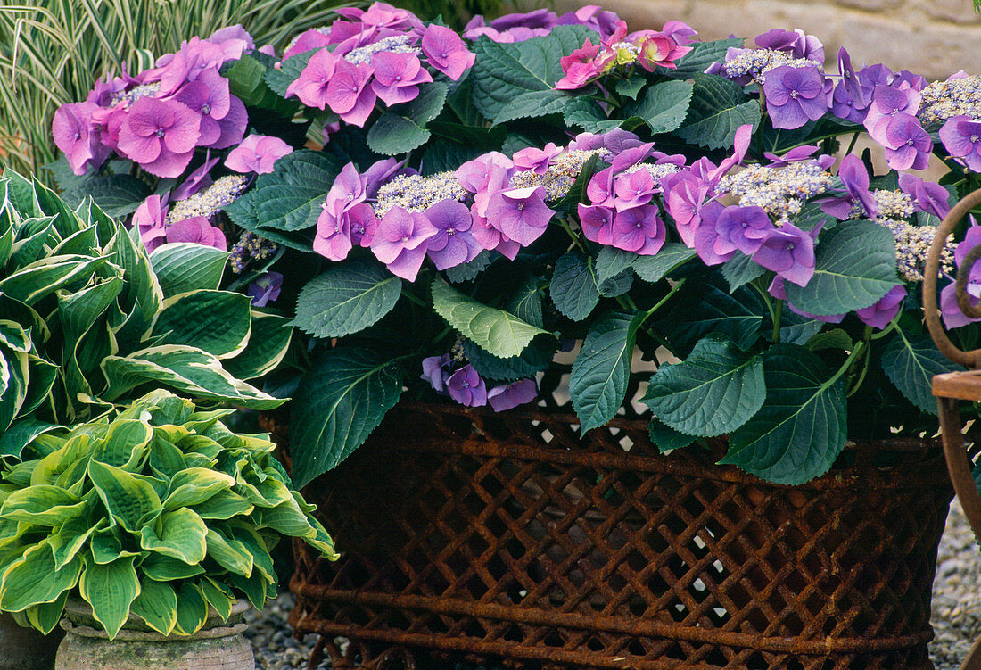 Hydrangea macrophylla 'Blaumeise'