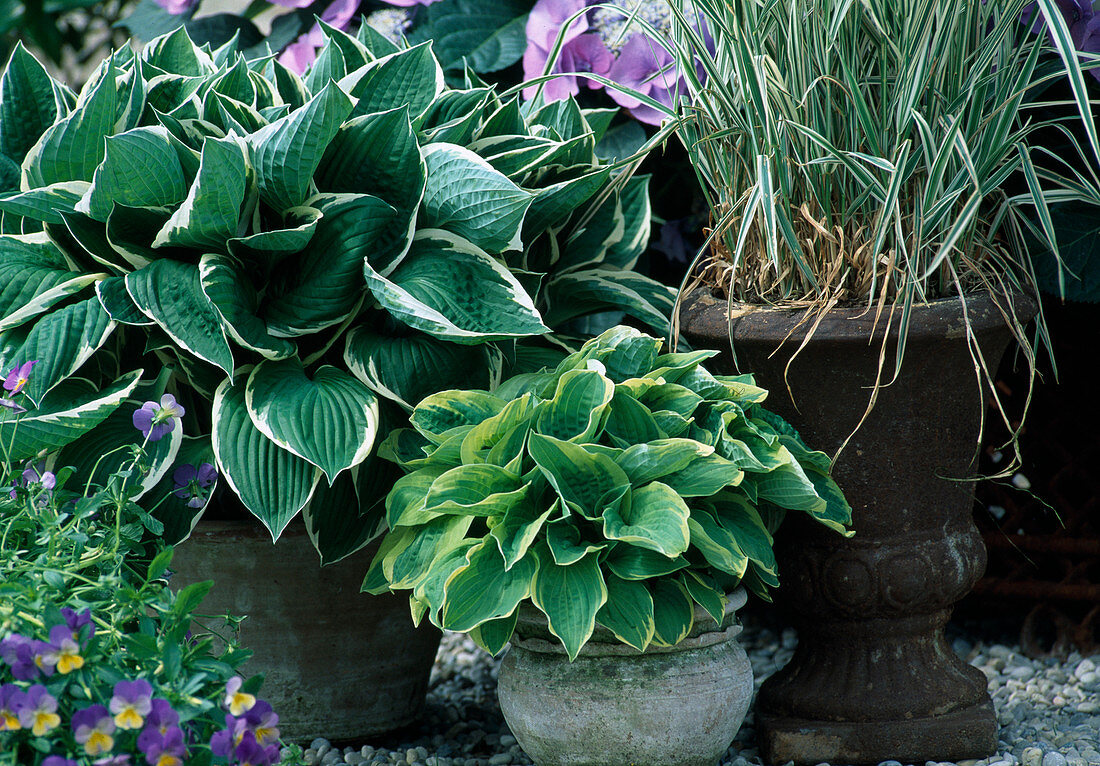 Hosta fortunei (Funkie)