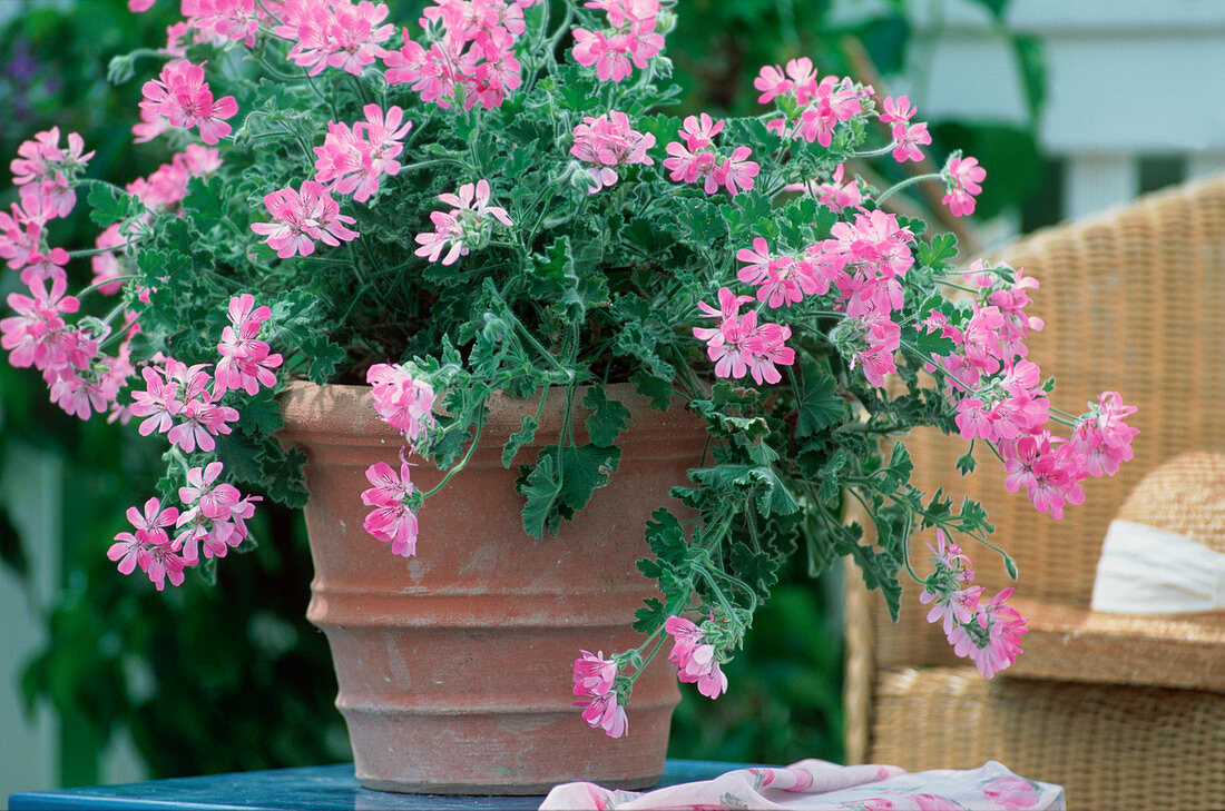 Geranium 'Pink Champagne'