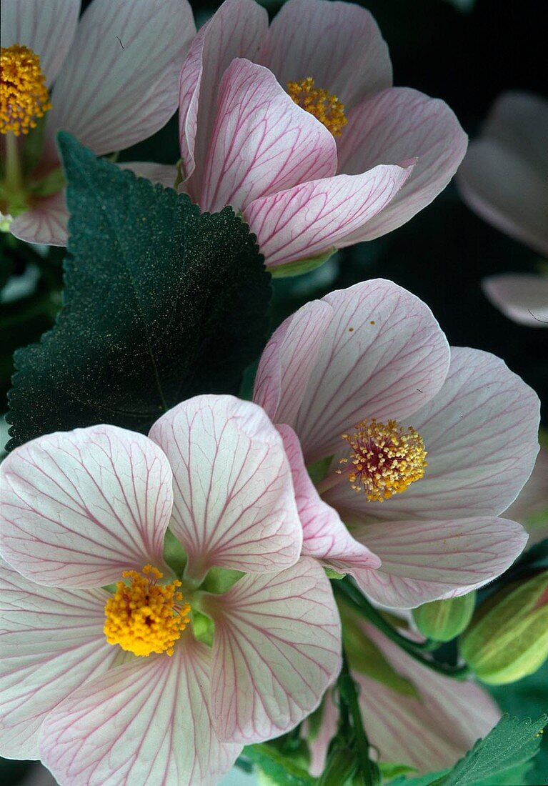 Abutilon hybr. 'Eric Rose'