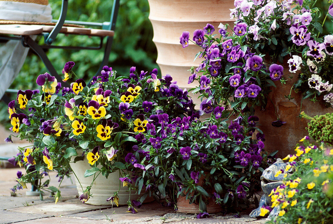 Viola cornuta 'Orchi Blue and White', 'Penny Violet Bacon'