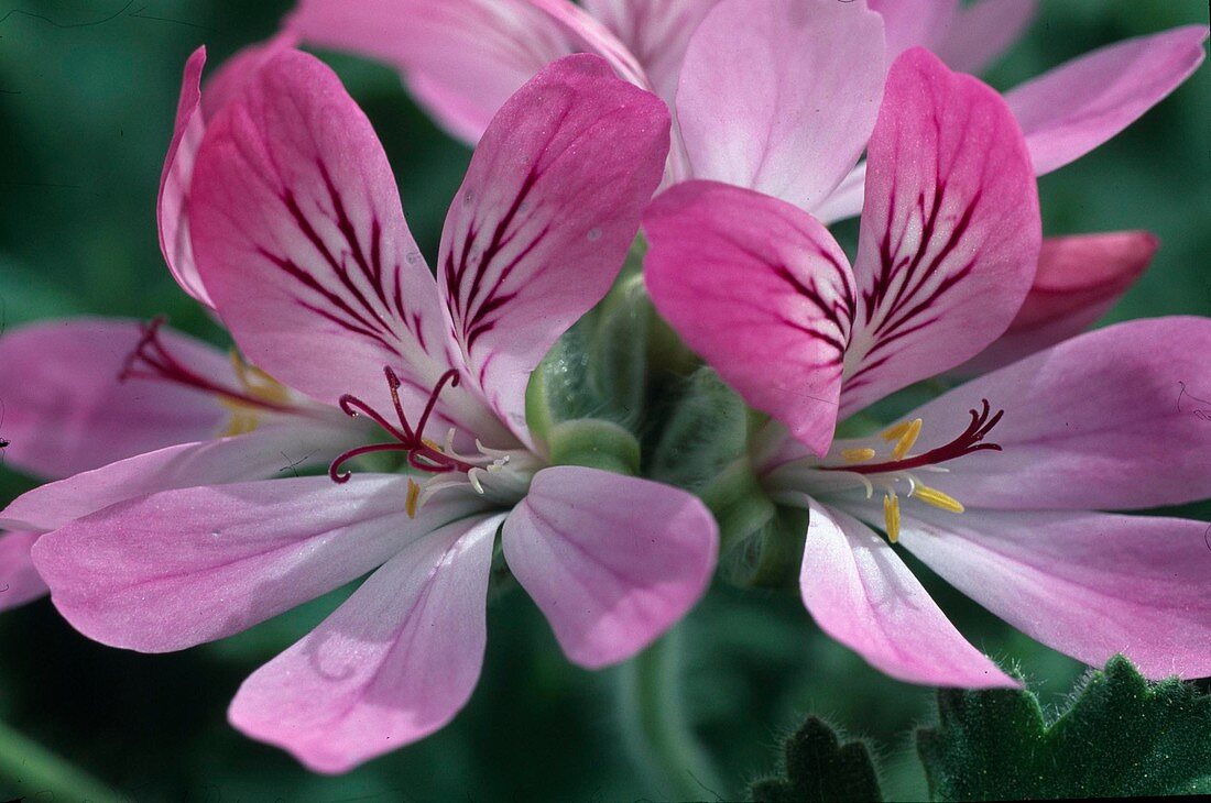 Geranium 'Pink Champagne'