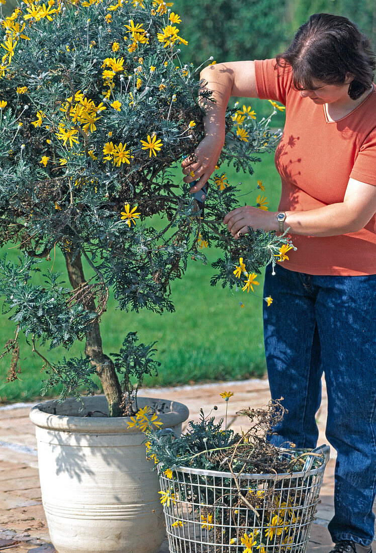 Euryops chrysanthemoides im Frühjahr zurückschneiden