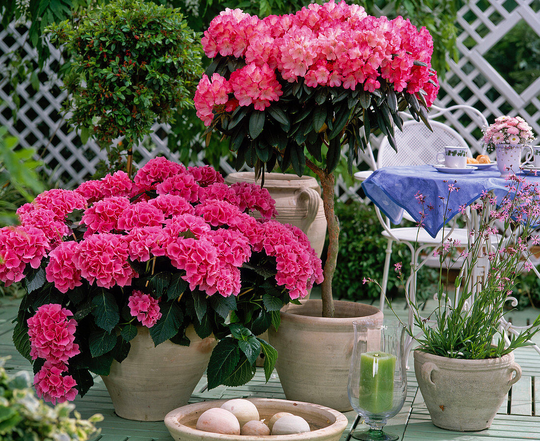 Hydrangea macrophylla 'Beautiful female devotee'