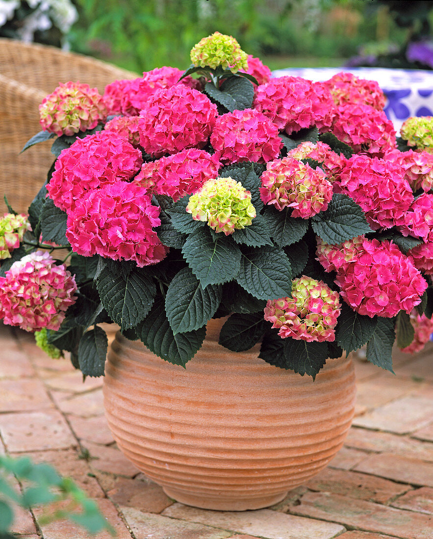 Hydrangea macrophylla 'Beautiful Bautznerin'