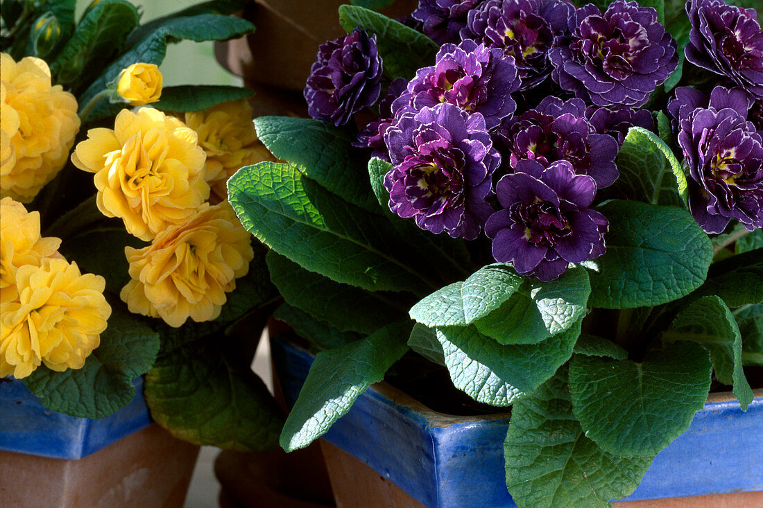 Primula acaulis 'Plena'