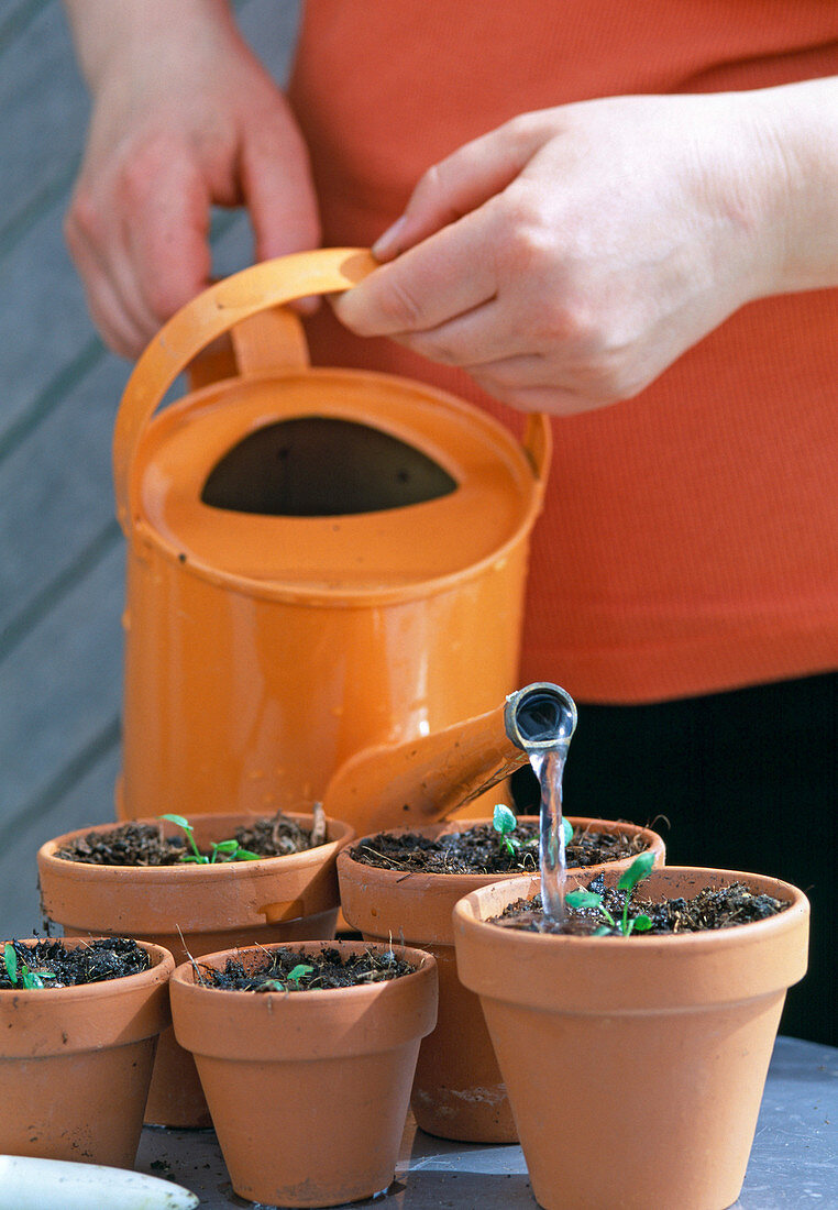 Water spiked seedlings well