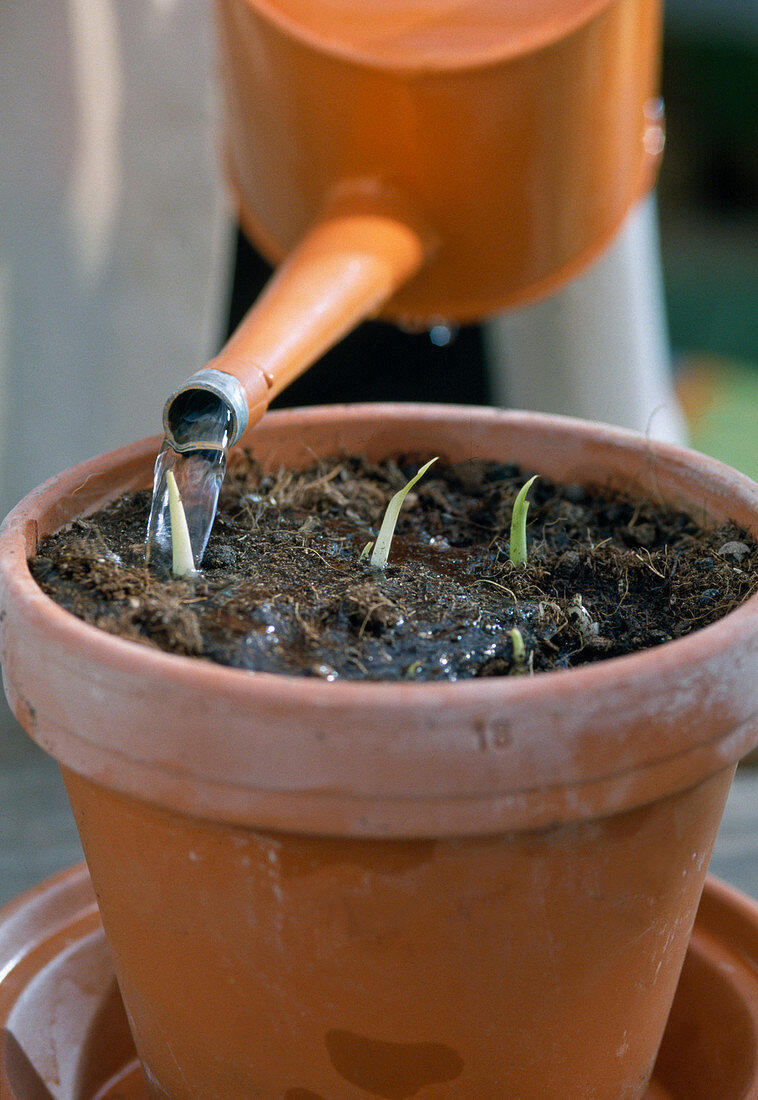 Drive calla tubers in spring