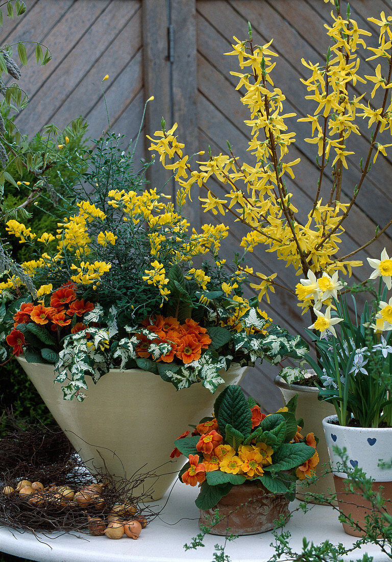Bowl with Primula vulgaris, Narcissus