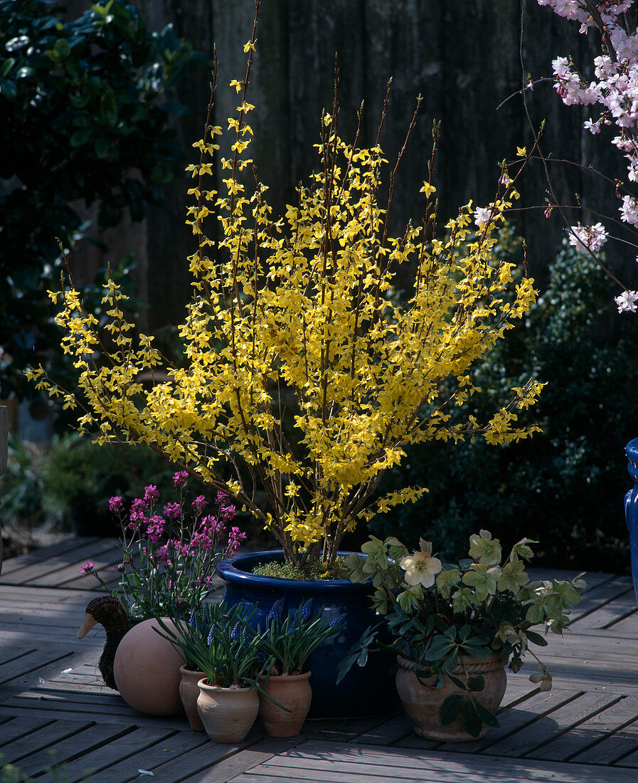 Forsythia intermedia (Goldbell), Helleborus (Christmas rose)