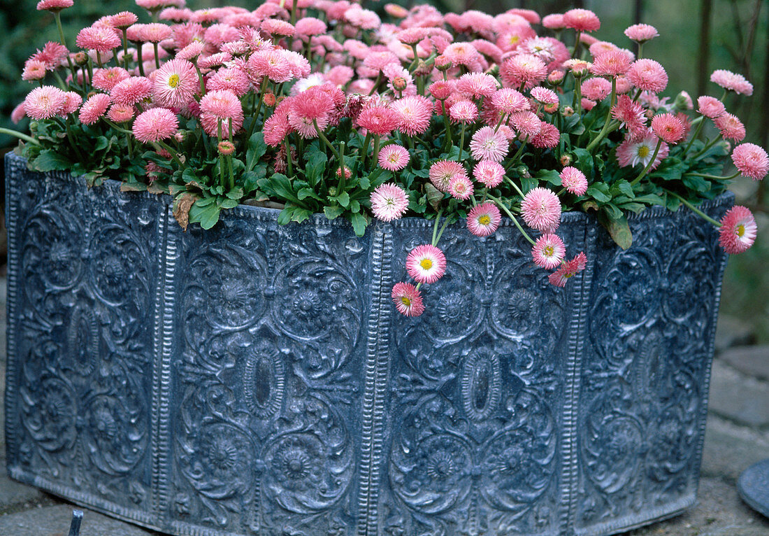 Bellis perennis