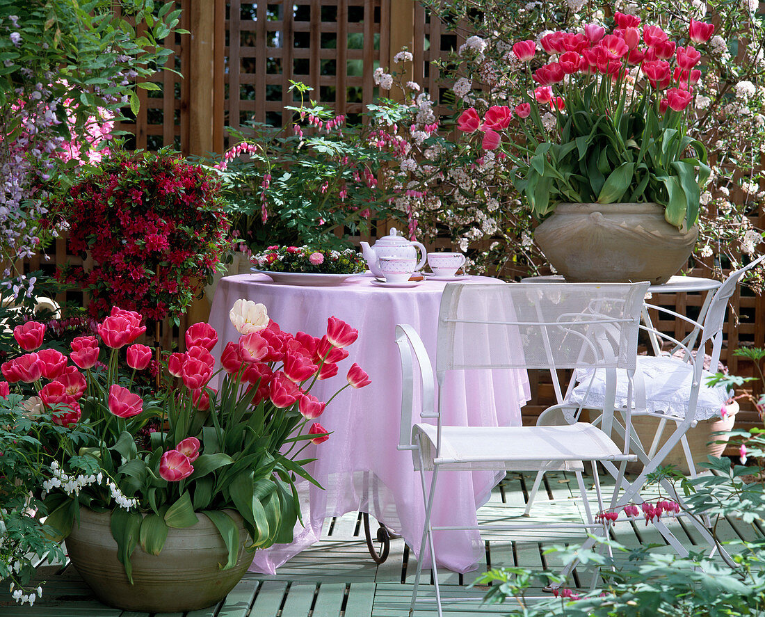 Terrace with tulips 'Rosario', Azalea hybrid
