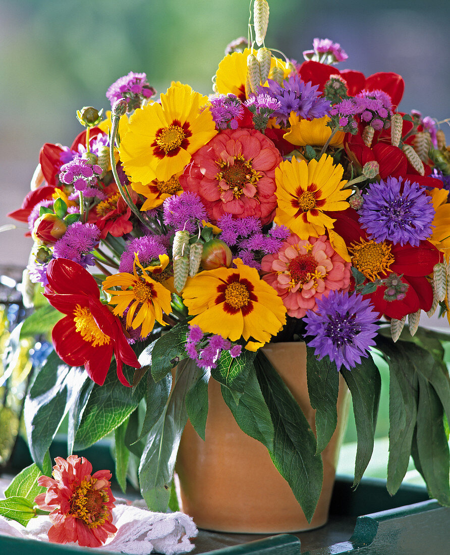 Coreopsis grandiflorum (Mädchenauge, Zinnia, Ageratum)