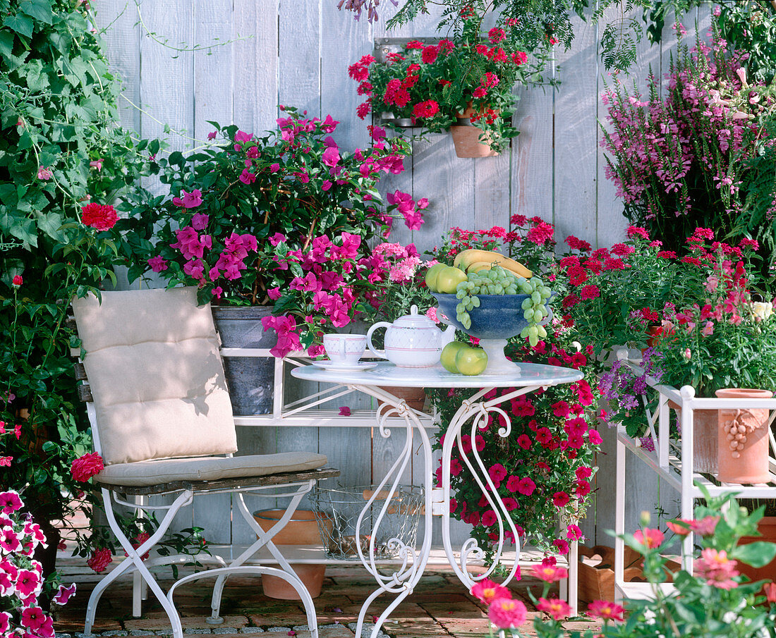 Bougainvillea, Verbena