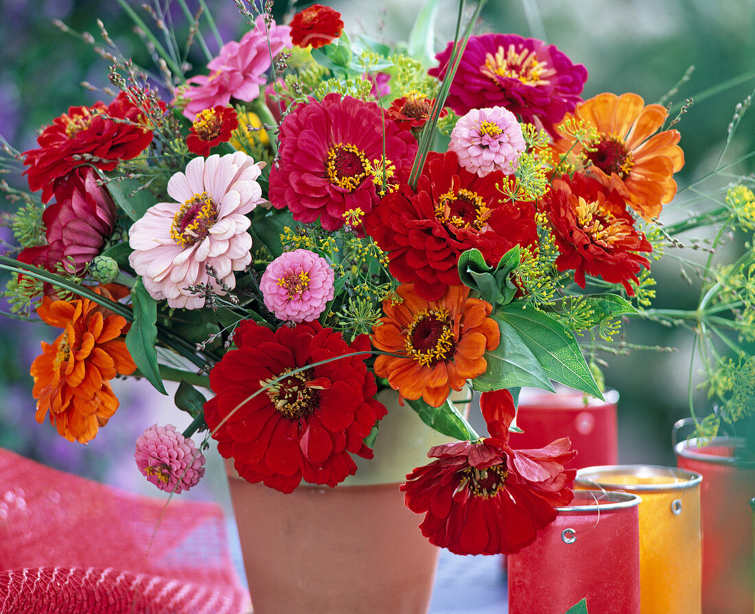 Zinnia elegans, Blaupunkt mix