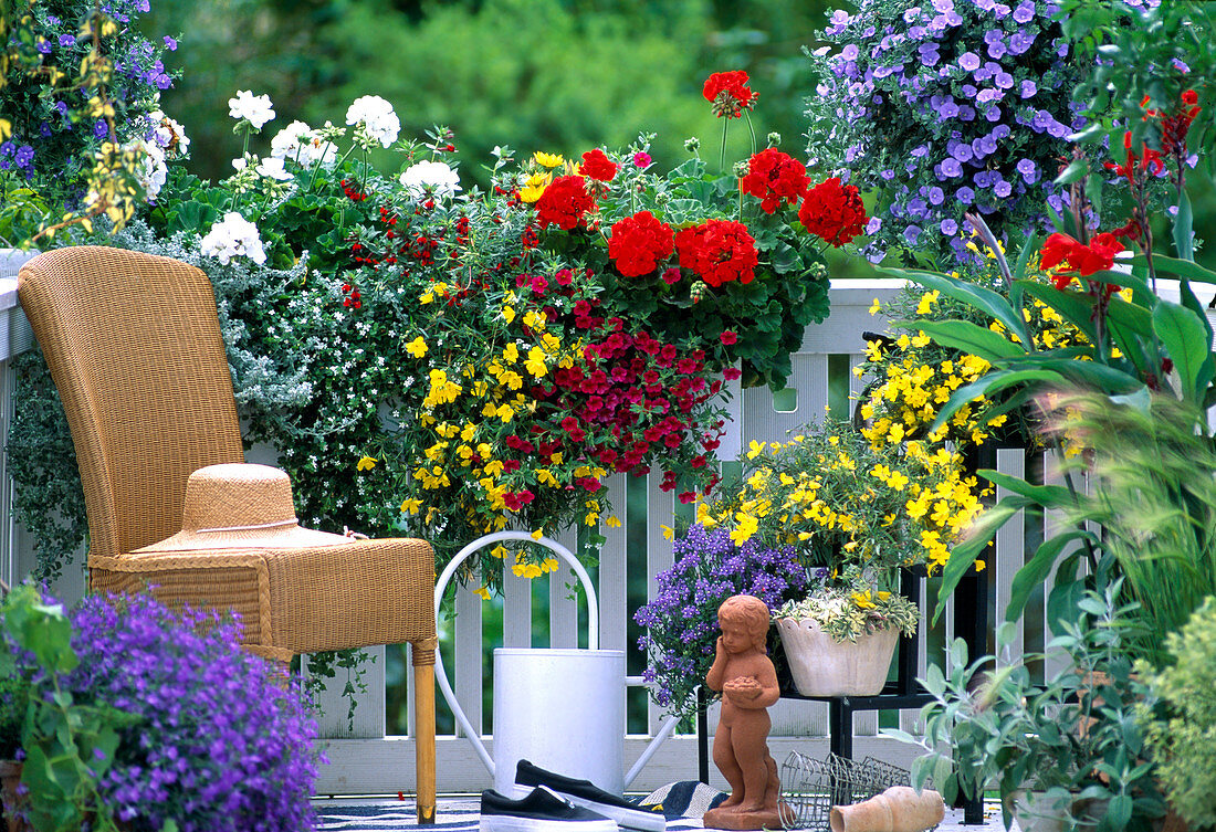 Kasten: Pelargonium 'White', 'Grand Prix', Helichrysum