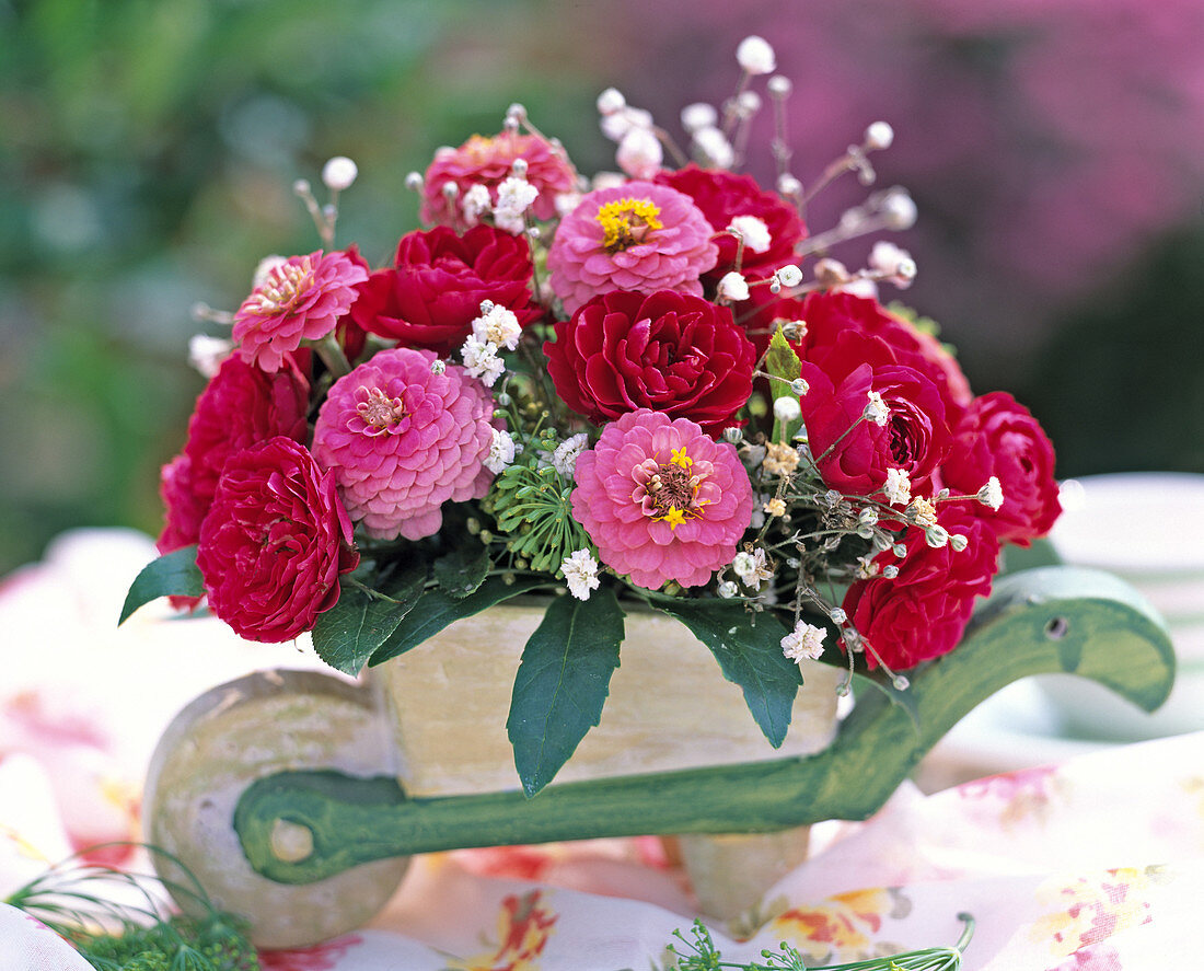 Zinnia elegans (Zinnie), Gypsophila (Schleierkraut)