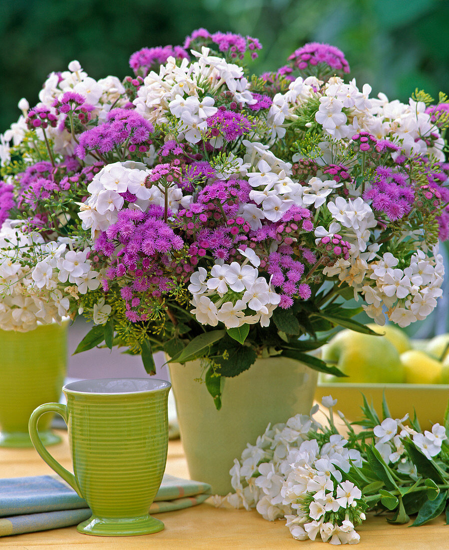 Phlox paniculata, Ageratum 'cut miracle'