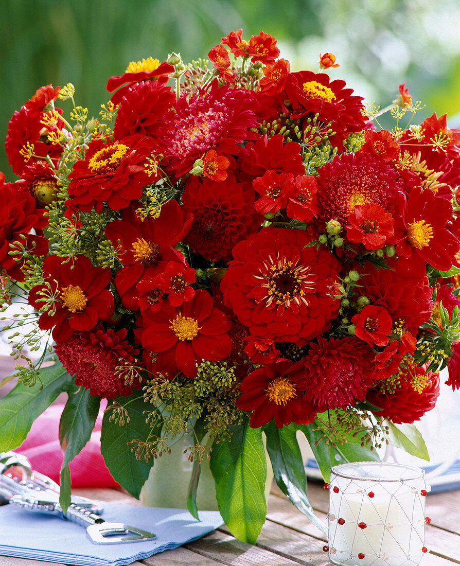 Dahlia hybrid, Zinnia elegans, dill