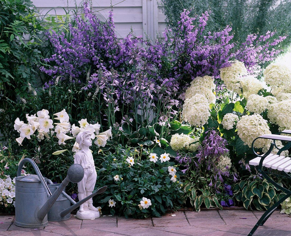 Lilium regale, Campanula, Hosta fortunei, Dahlia