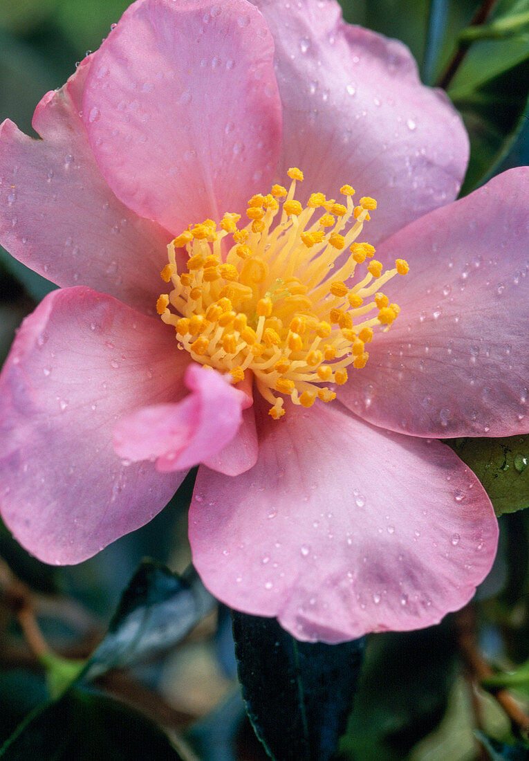 Camellia sasanqua ‘Plantation Pink’ – Bild kaufen – 12114737