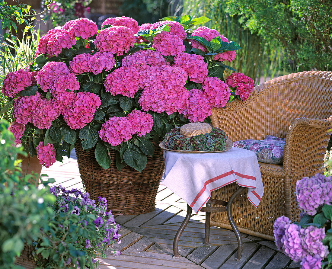 Hydrangea macrophylla 'Beautiful female devotee'