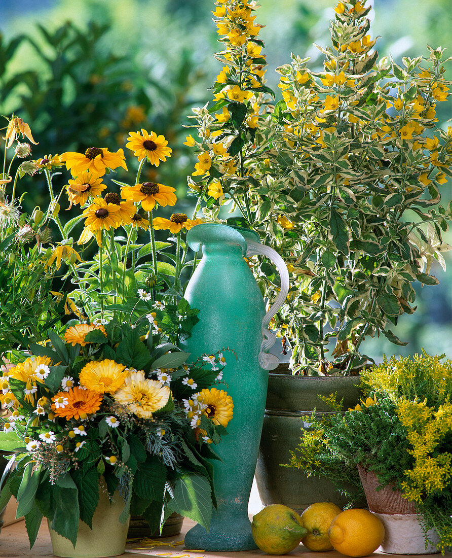 Rudbeckia hirta (Sonnenhut), Lysimachia punctata 'Variegata'