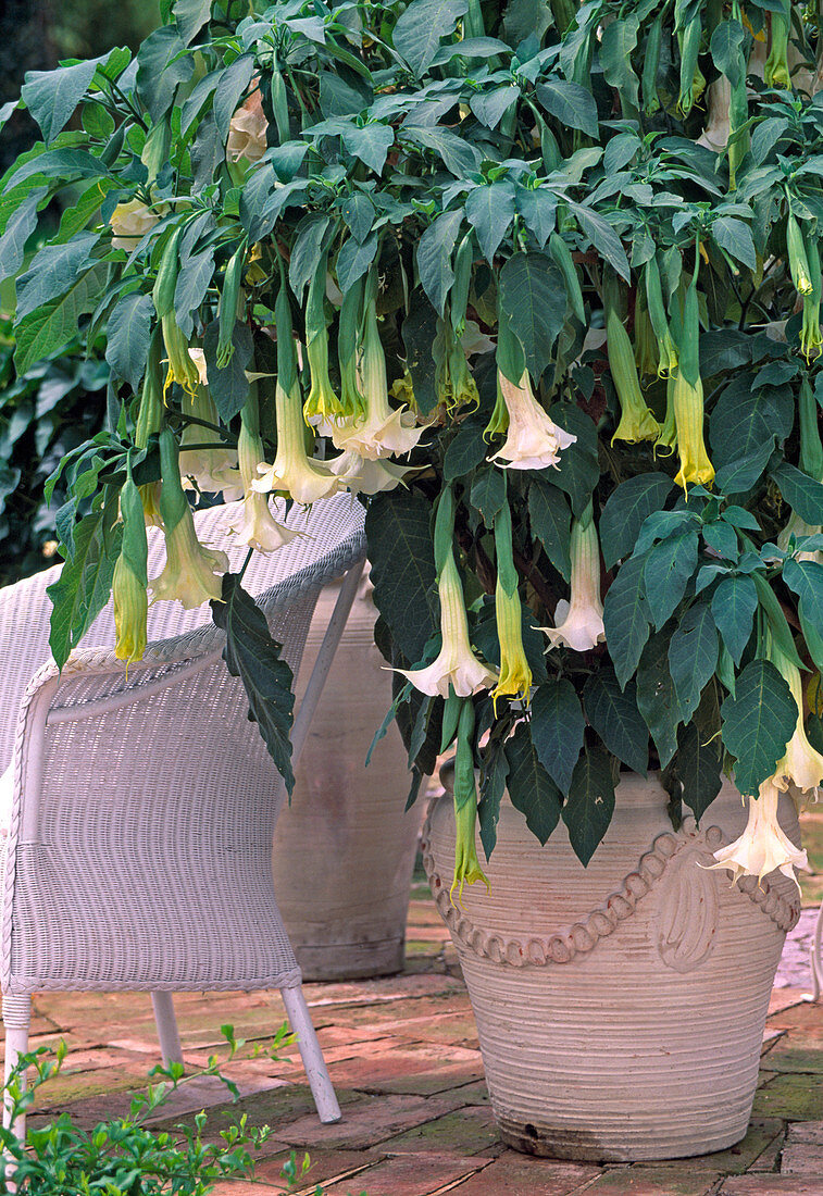 Datura suaveolens (Engelstrompete mit gefüllten Blüten)