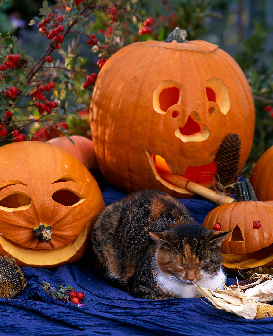 Halloween: hollowed out edible pumpkins