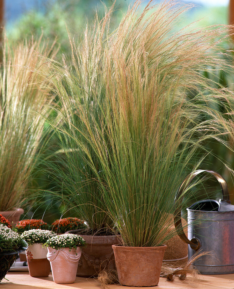 Grasses, Stipa tenacissima 'Fontain'