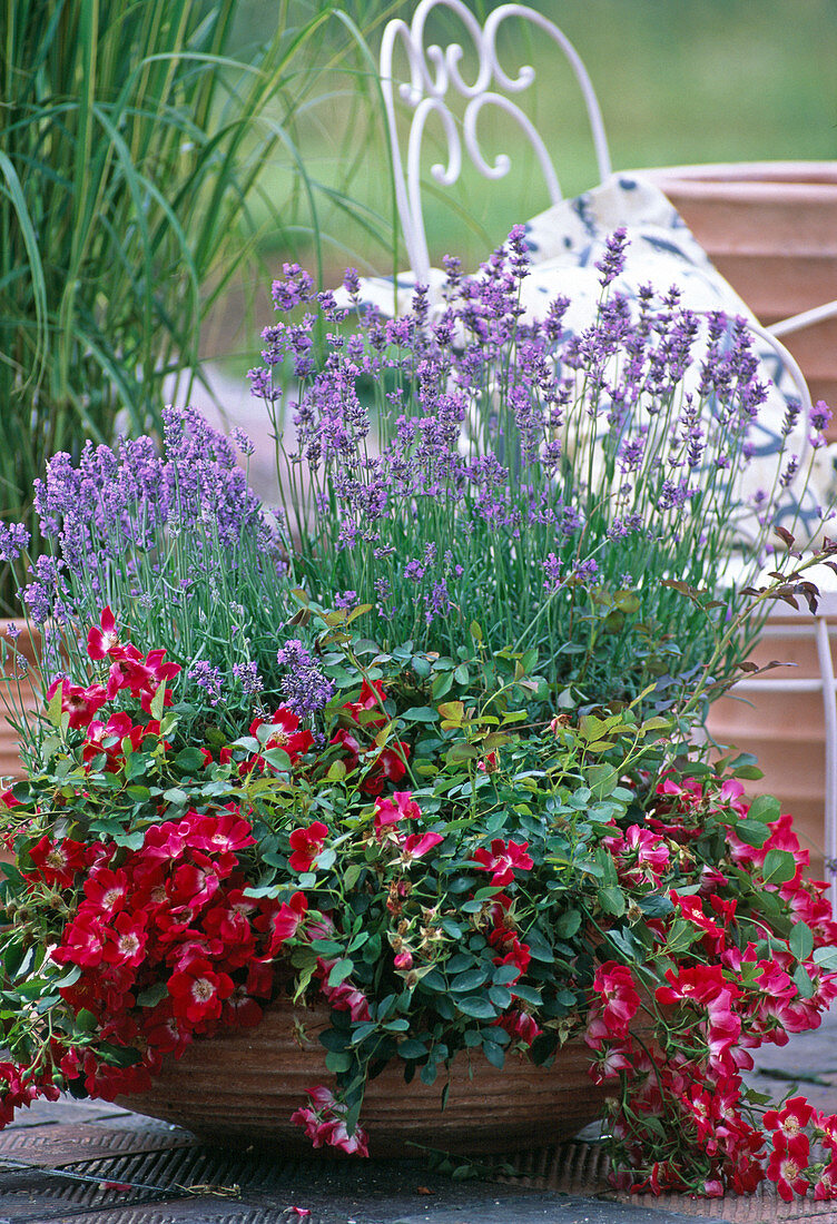 Lavandula angustifolia