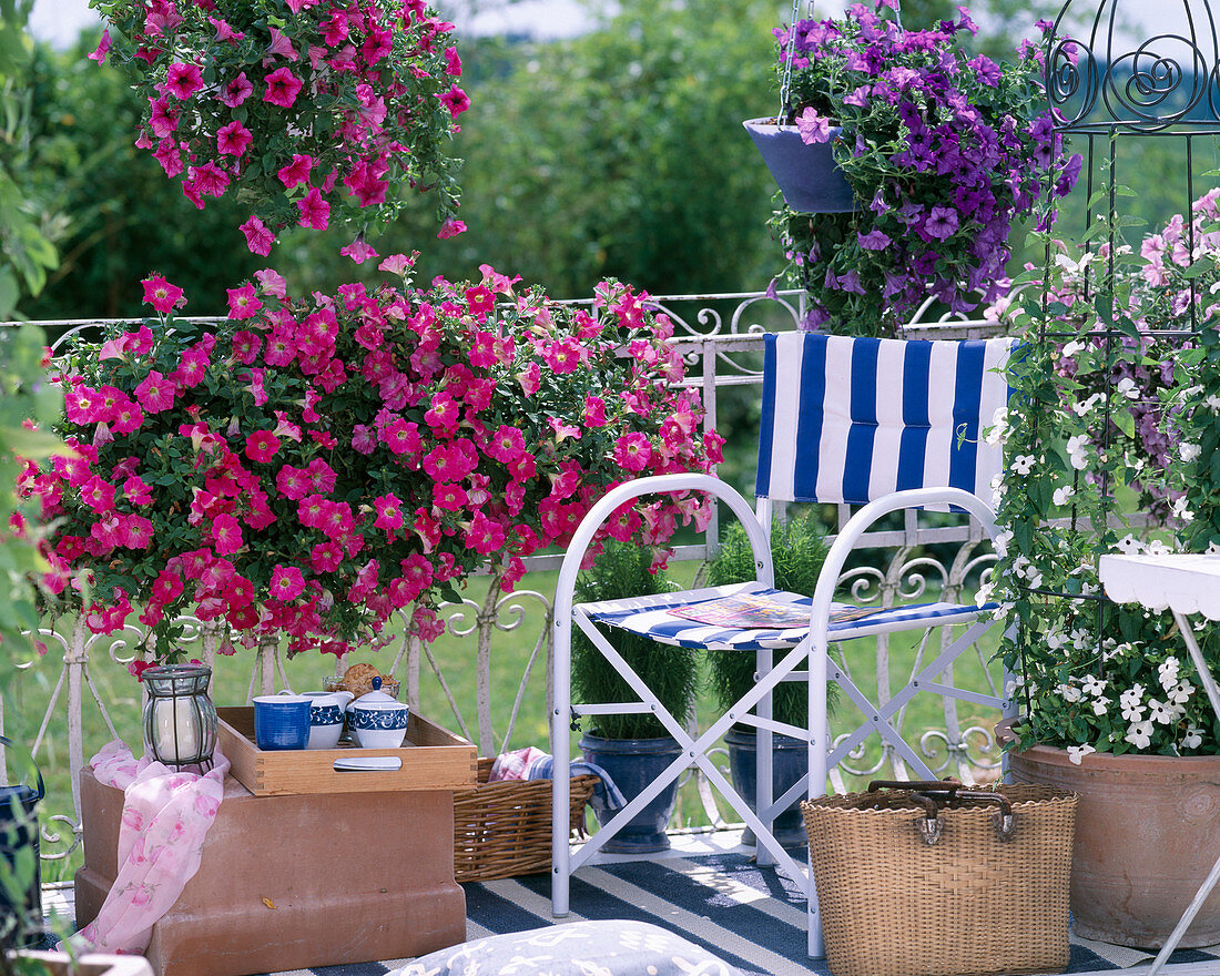 Petunia Sylvana 'Lilac Wonder', Surfinia 'Hot pink', 'Blue'