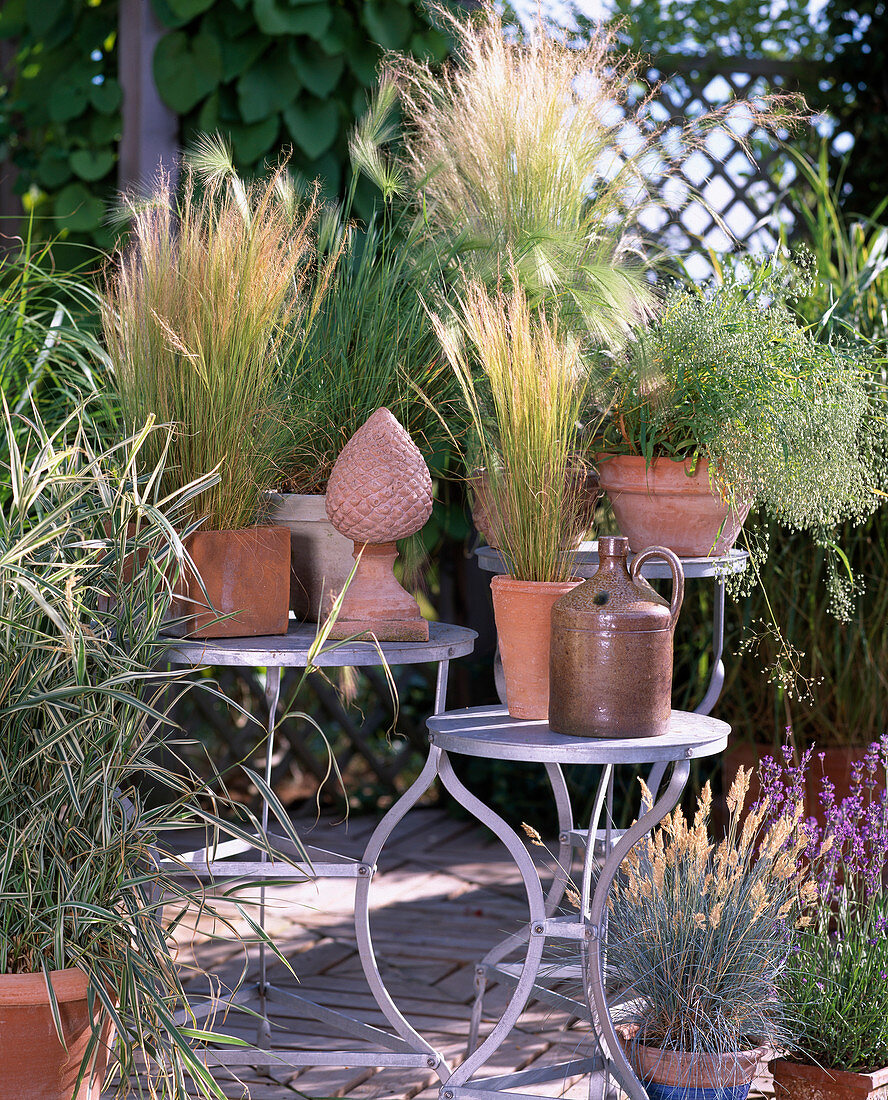 Grasses-Stipa tenacissima 'Fountain', Hordeum jubatum, Melica altissima