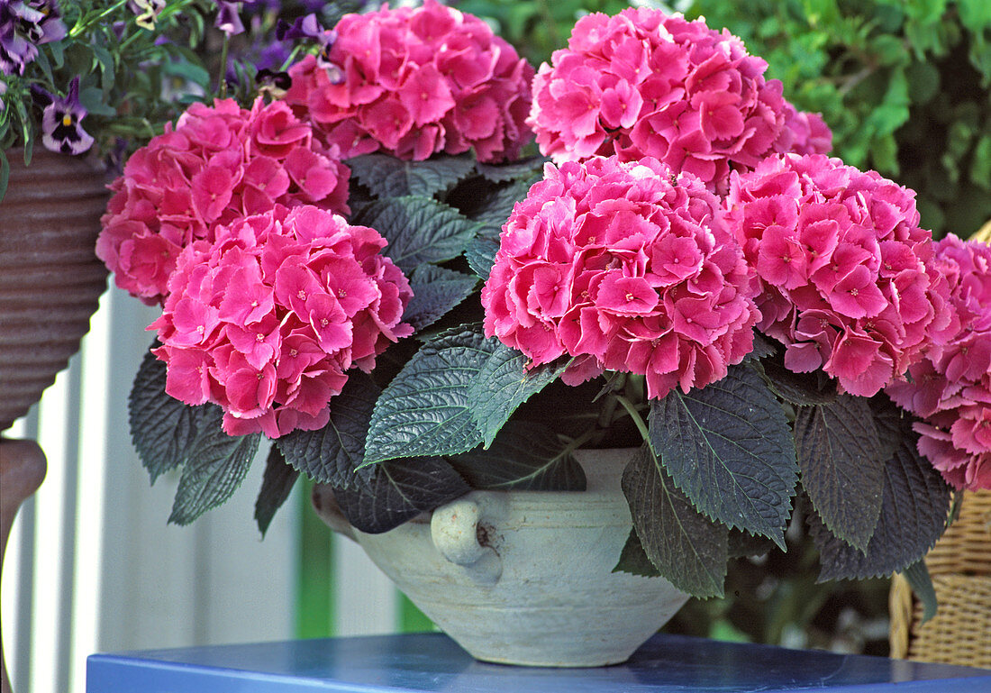 Hydrangea macrophylla 'Schöne Bautznerin'