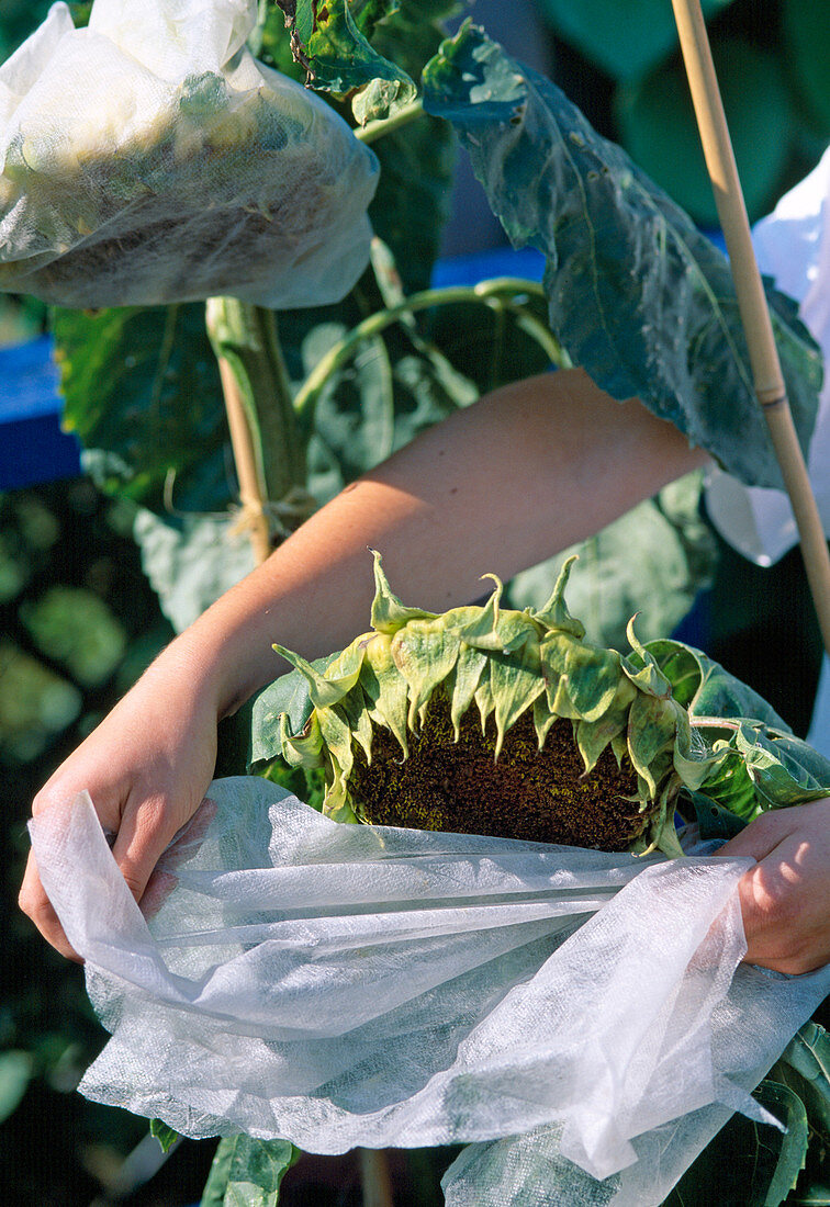 Um Sonnenblumenkerne zu ernten Blütenkopf mit Vlies