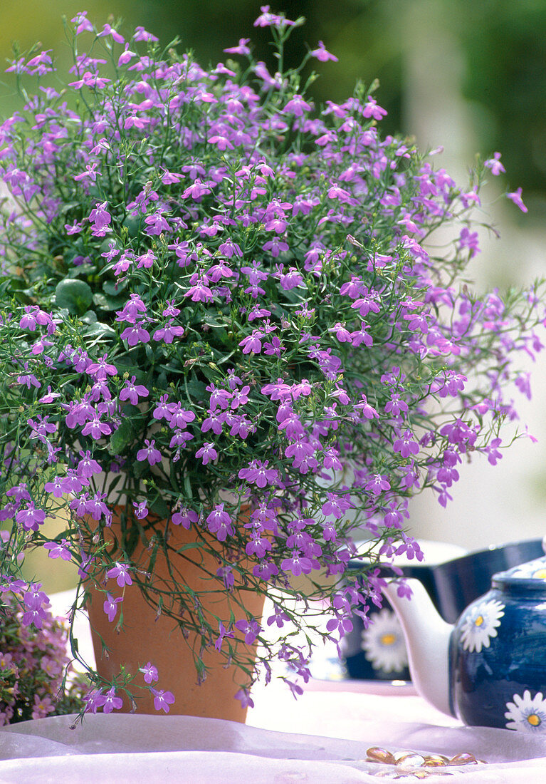 Lobelia erinus / Männertreu