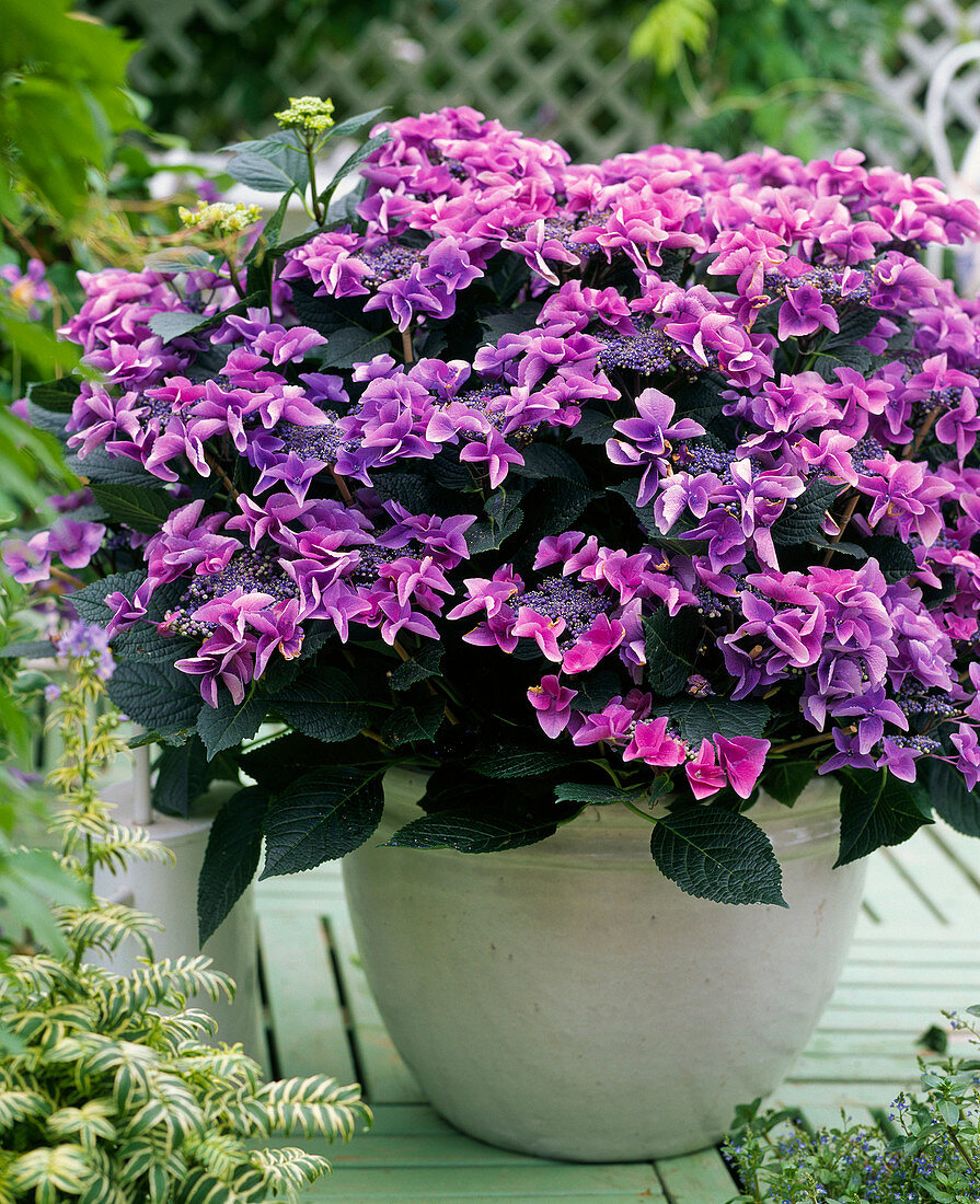 Hydrangea macrophylla 'San Remo'