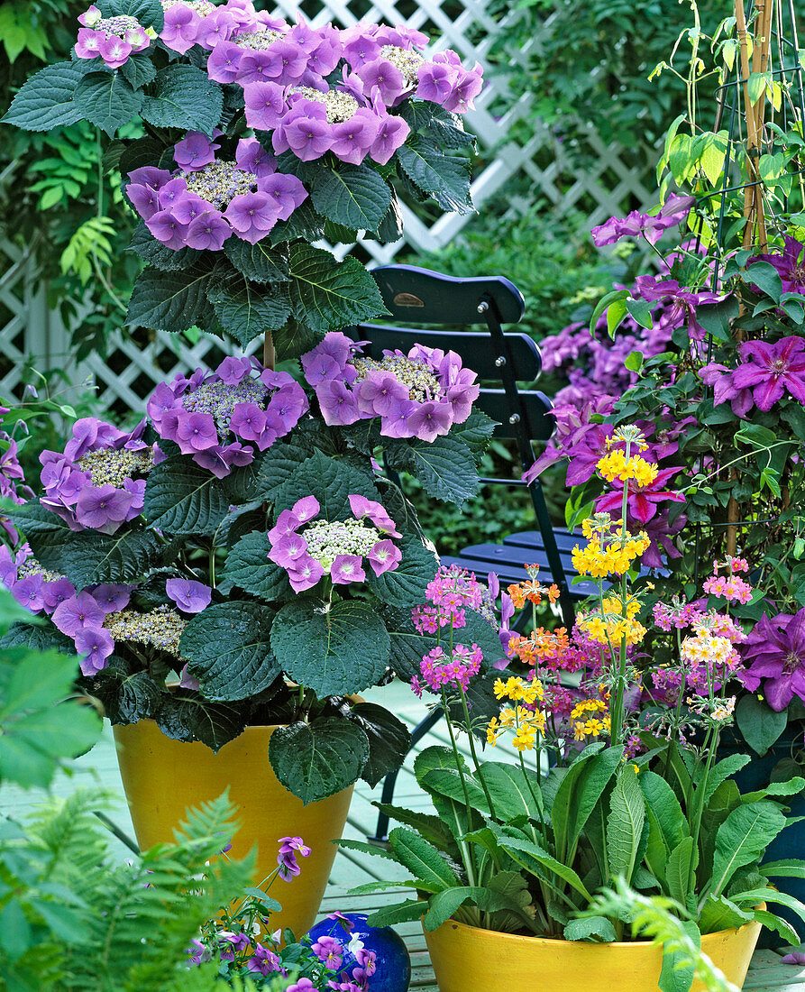 Hydrangea macrophylla 'Blaumeise'