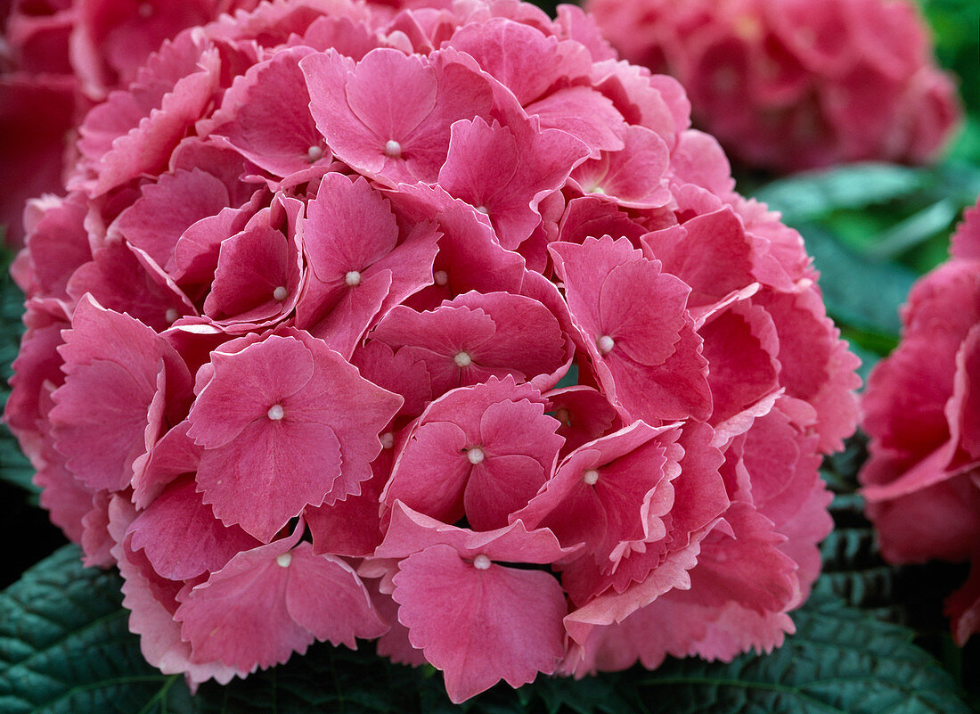 Hydrangea macrophylla 'Schöne Bautznerin'